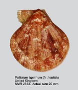 Palliolum tigerinum (f) triradiata